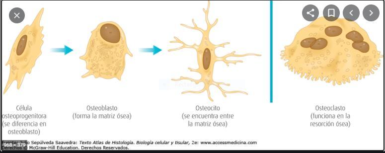 graficar la forma de las células oseas Brainly.lat