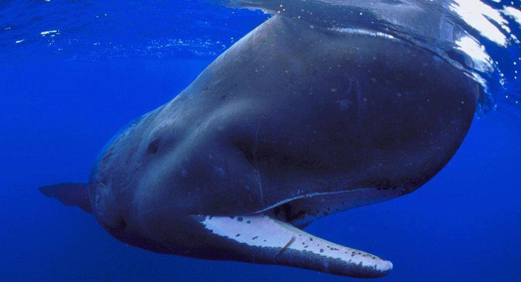 ¿Son las ballenas carnívoras o omnívoras?