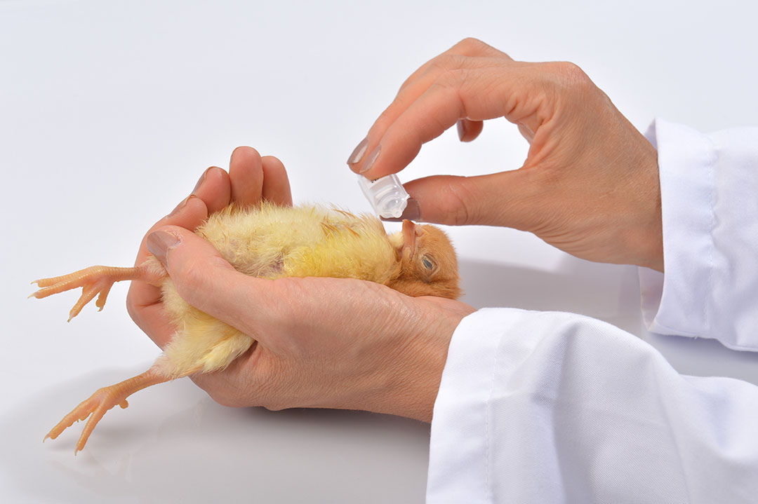 La necesidad de los aromas en la producción animal All About Feed ES