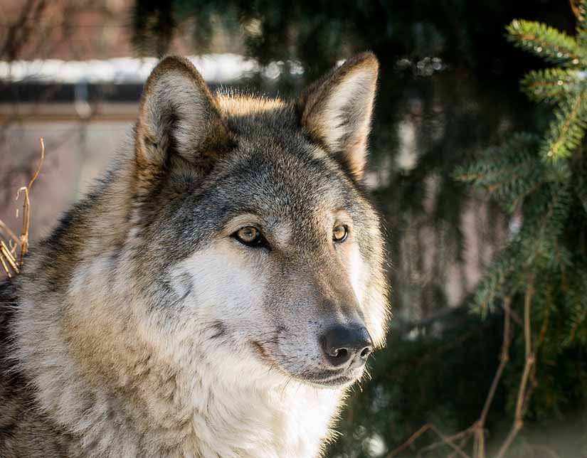 Tipos de lobos Calculadoras