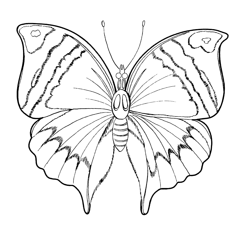 Dibujo para colorear Mariposa de Primavera Dibujo para colorear Mariposa de Primavera