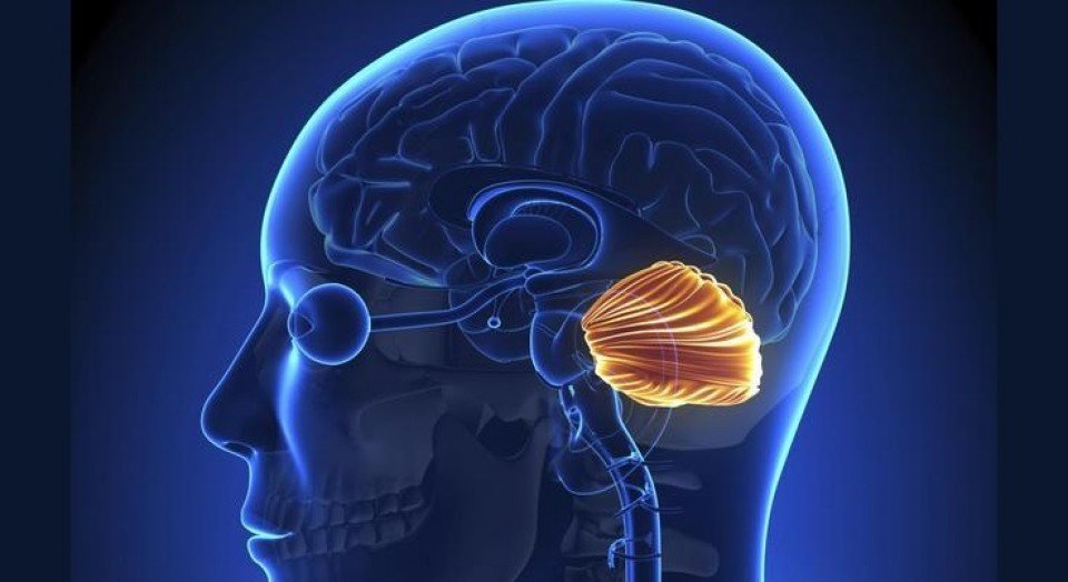 EL CEREBELO Condición Anatómica