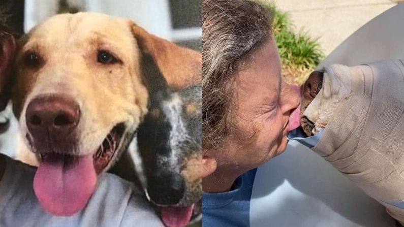 Perro al que un niño le prendió fuego en la cara tiene gran