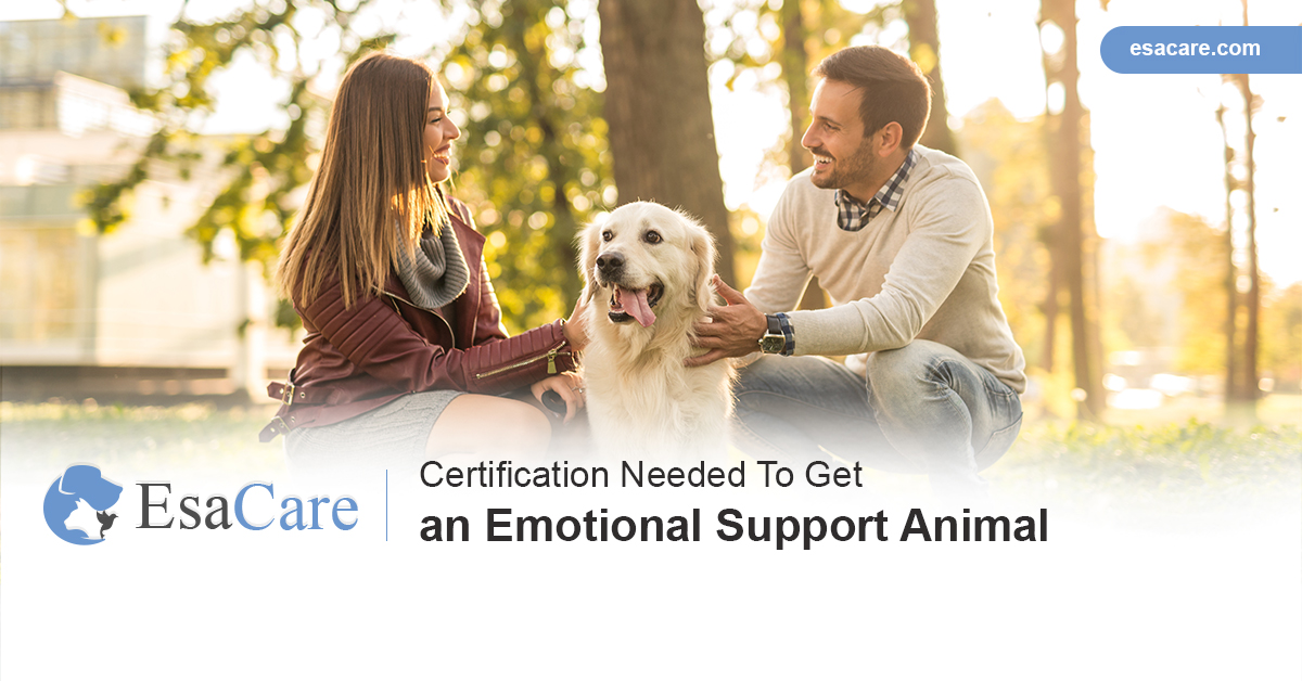 Certification Needed To Get an Emotional Support Animal ESA Care
