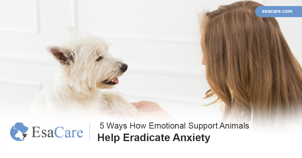 5 Ways Emotional Support Animals Help Eradicate Anxiety ESA Care