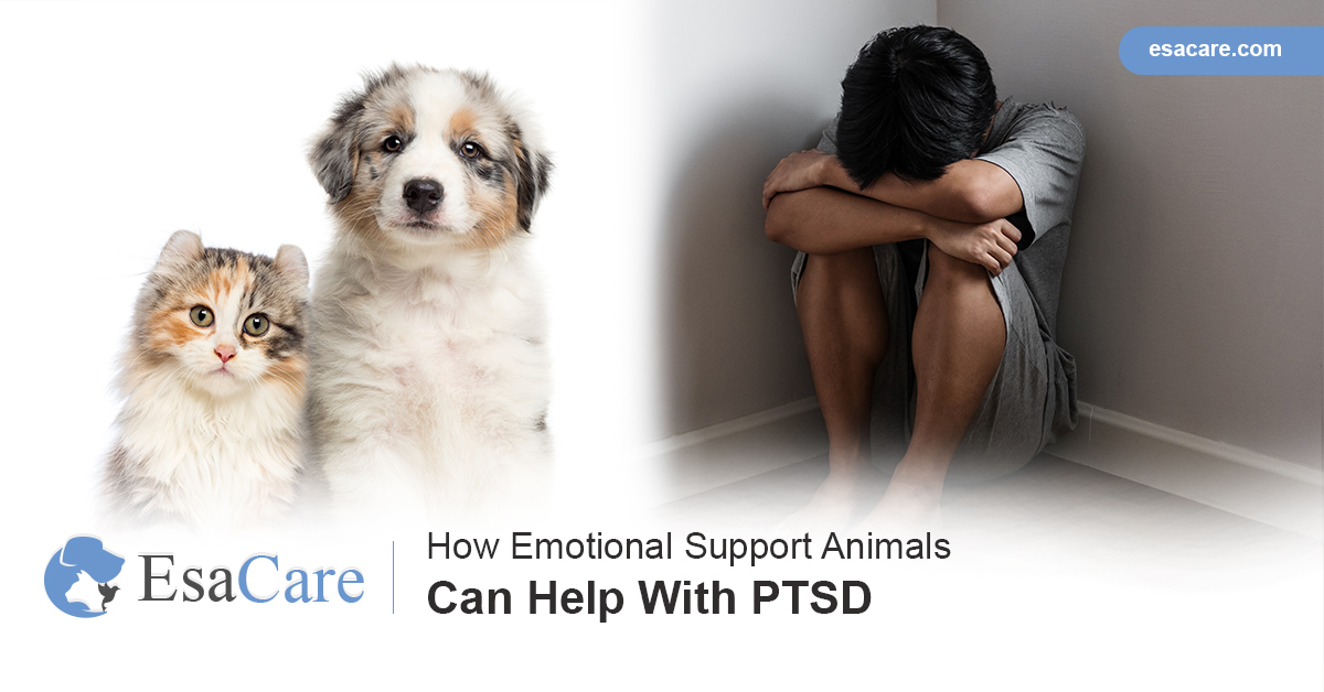 How Emotional Support Animals Can Help With PTSD ESA Care