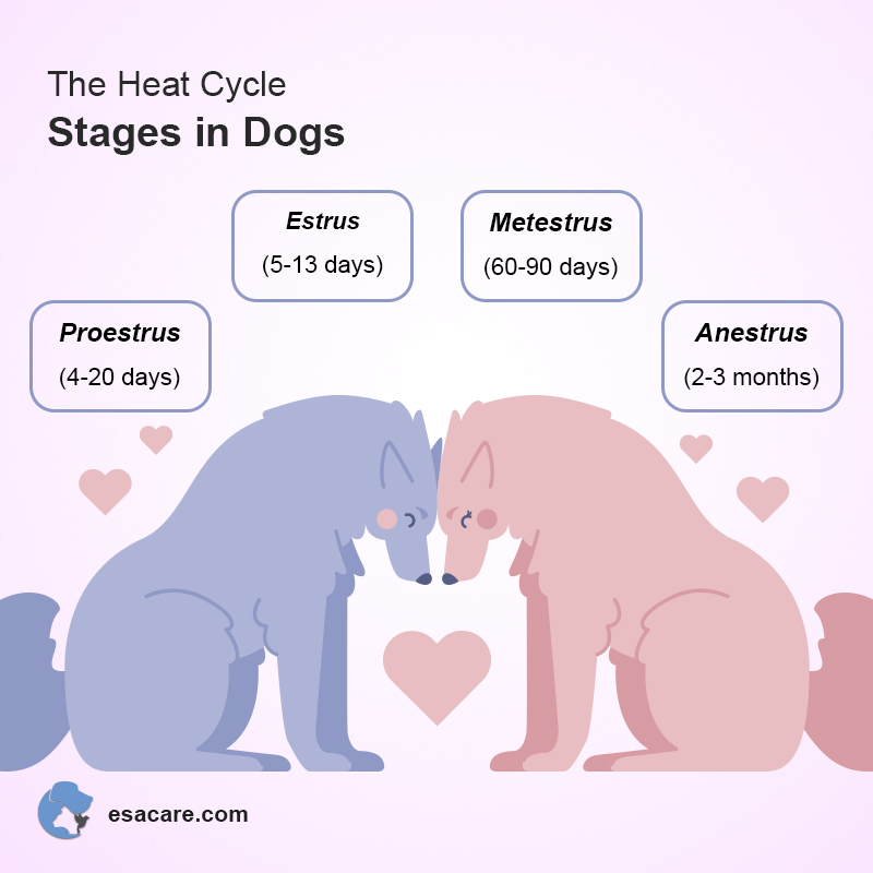 NonSurgical Methods Of Birth Control For Your ESA Dog ESA Care