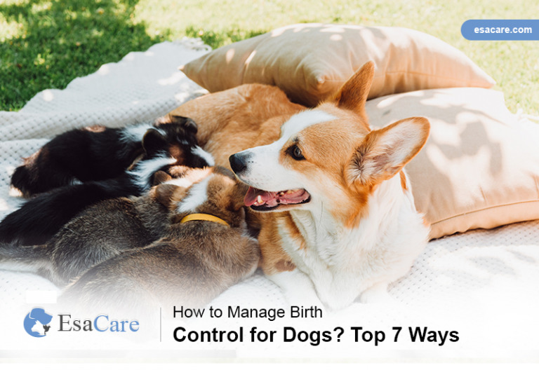How to Manage Birth Control for Dogs? Top 7 Ways ESA Care