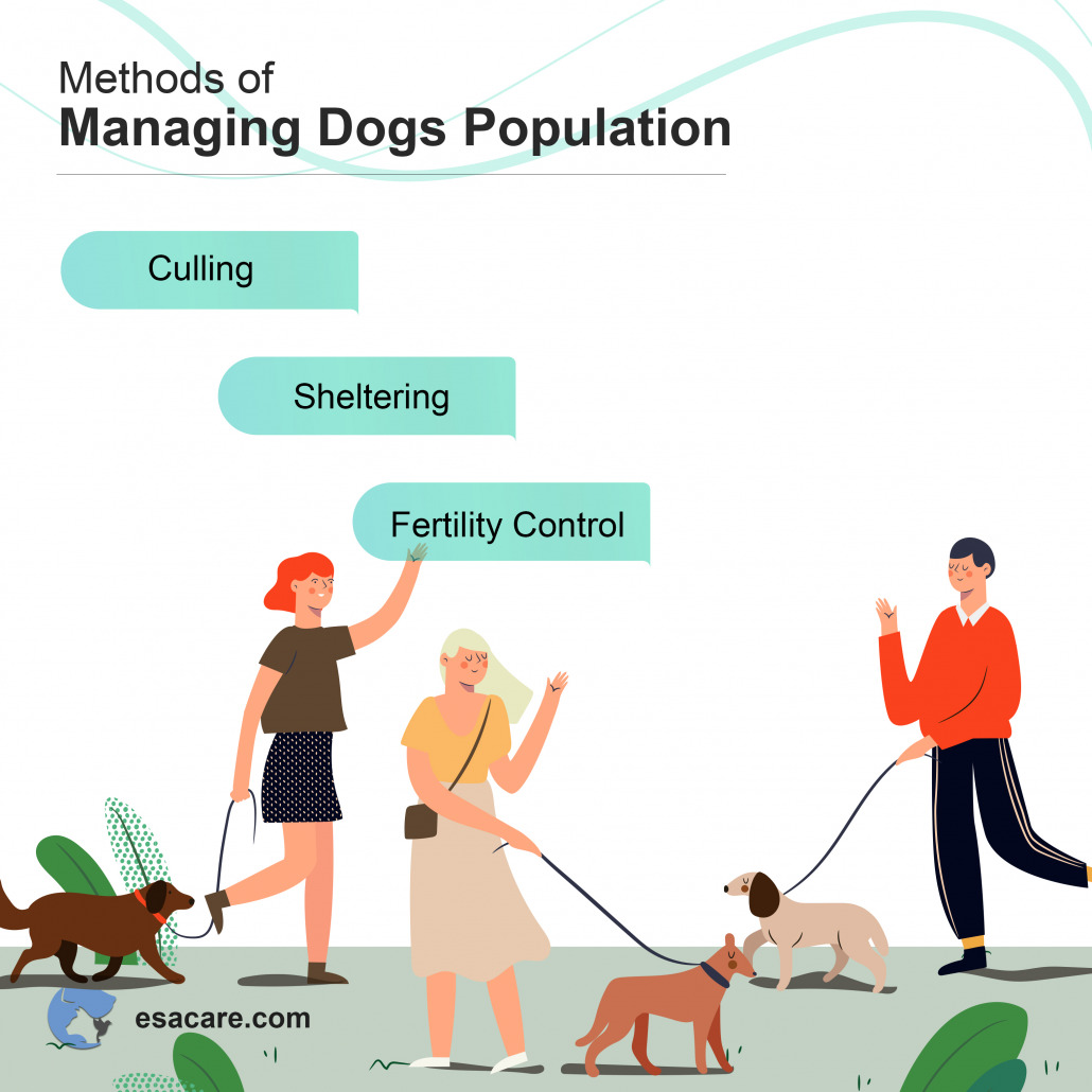 How to Manage Birth Control for Dogs? Top 7 Ways ESA Care