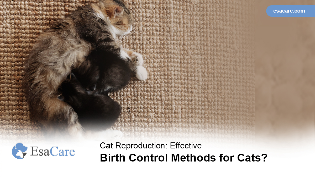 Effective Birth Control Methods for Cats? ESA Care