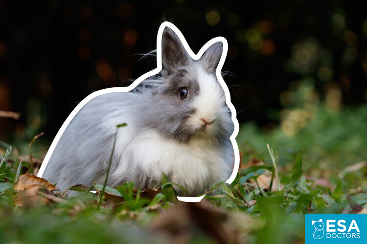 How to Get an Emotional Support Rabbit ESA Doctors