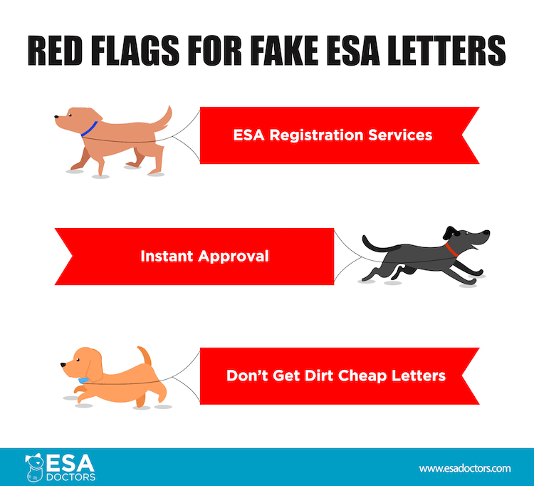 How to Ask a Doctor for an Emotional Support Animal Letter ESA Doctors