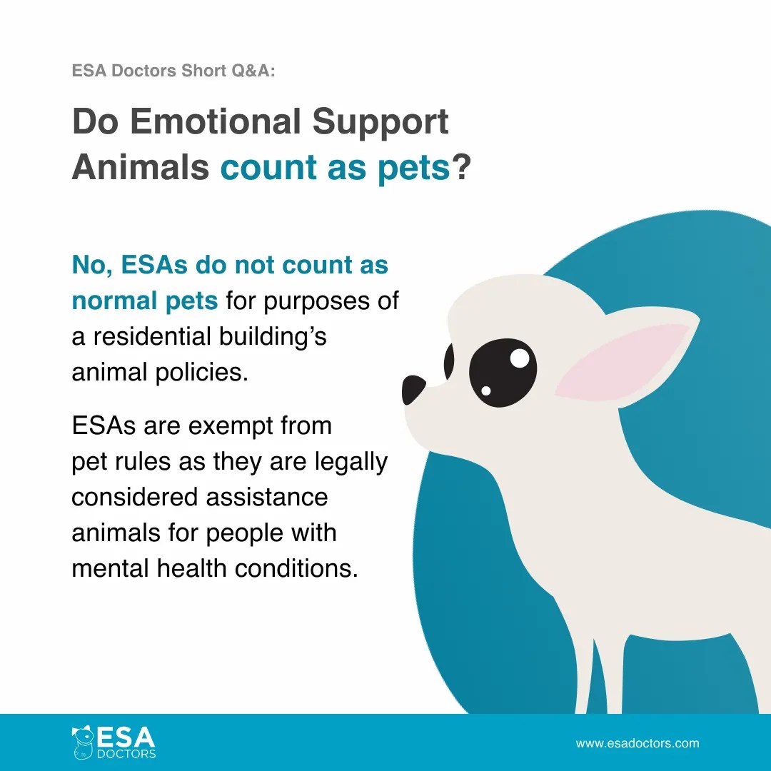 Do Emotional Support Animals count as pets? ESA Doctors