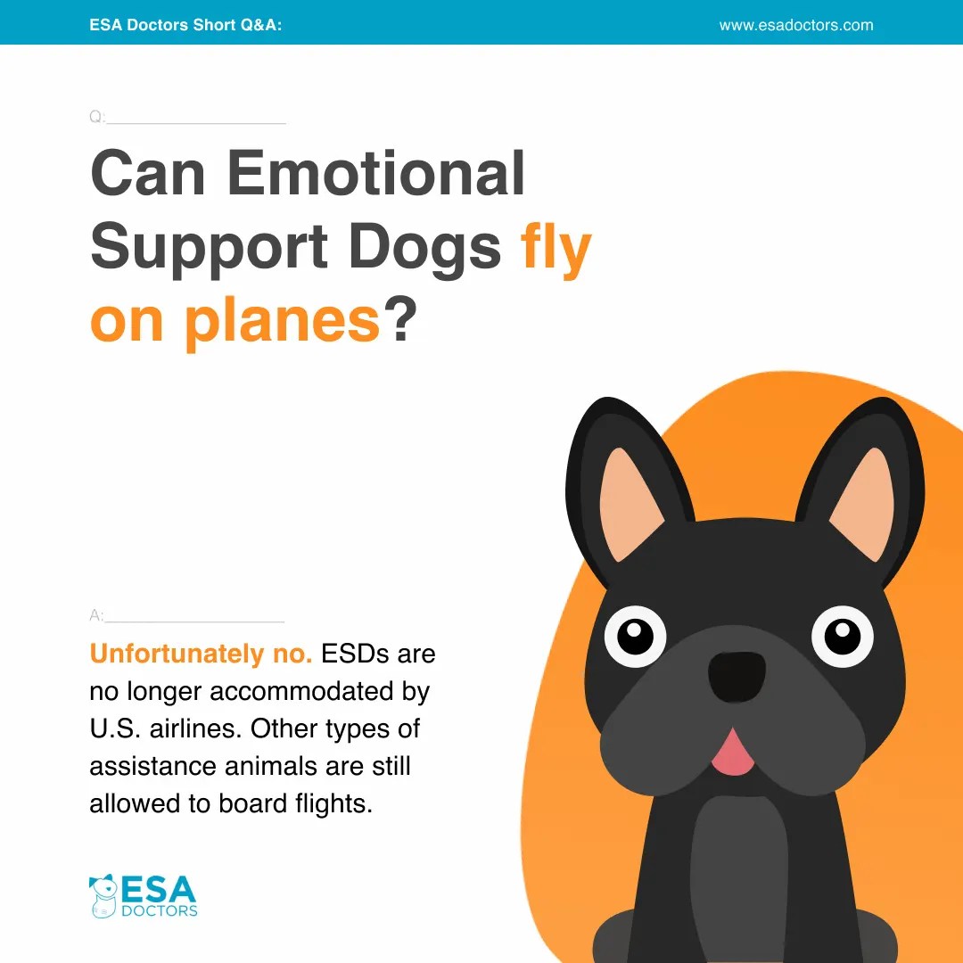 Can Emotional Support Dogs fly on planes? ESA Doctors