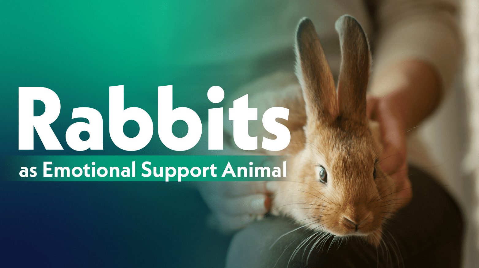 Emotional Support Rabbits as Emotional Support Animal