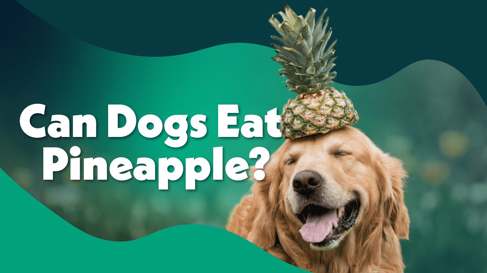 Can Dogs Eat Pineapple? ESA Pet