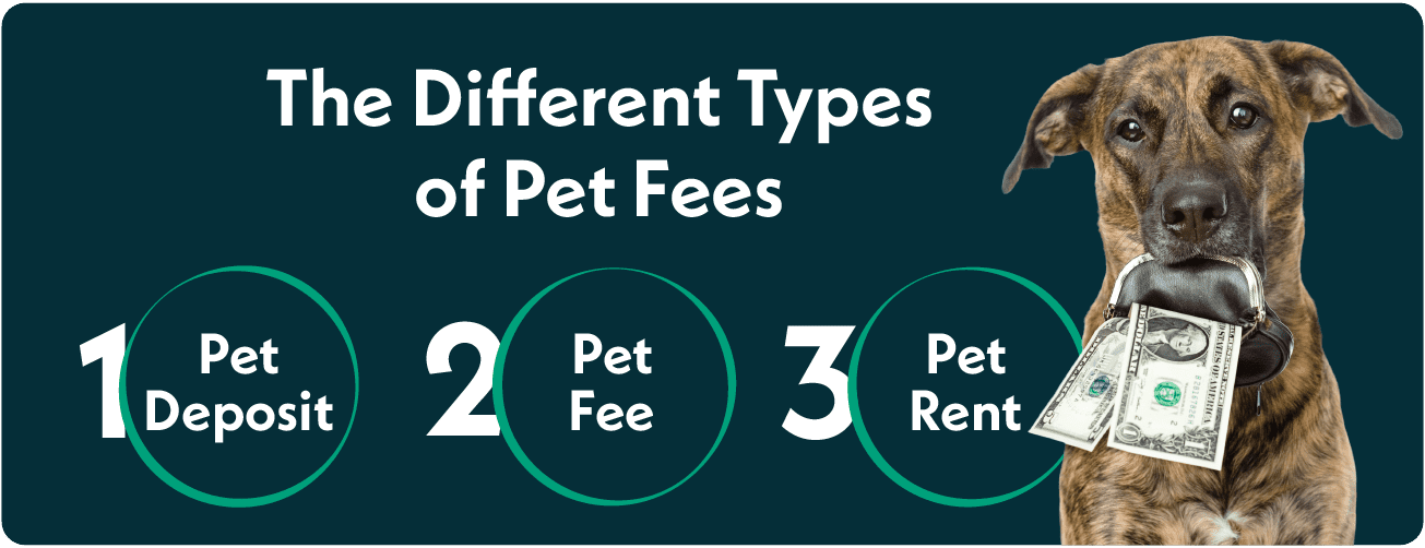 Understanding Pet Fees How to Avoid Additional Housing Charges