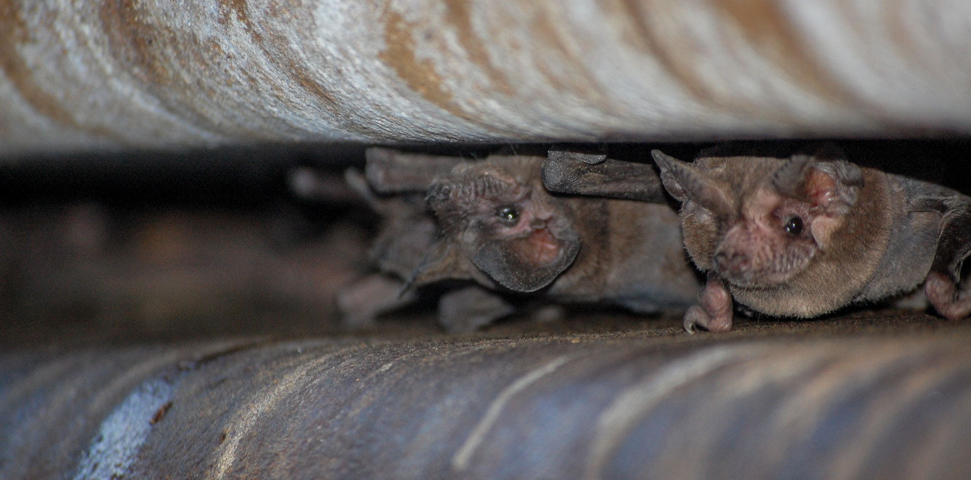 Handle with Care Guiding Bats to Safety in Florida