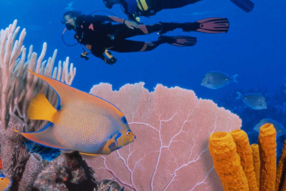 The Belize Barrier Reef PONANT Magazine