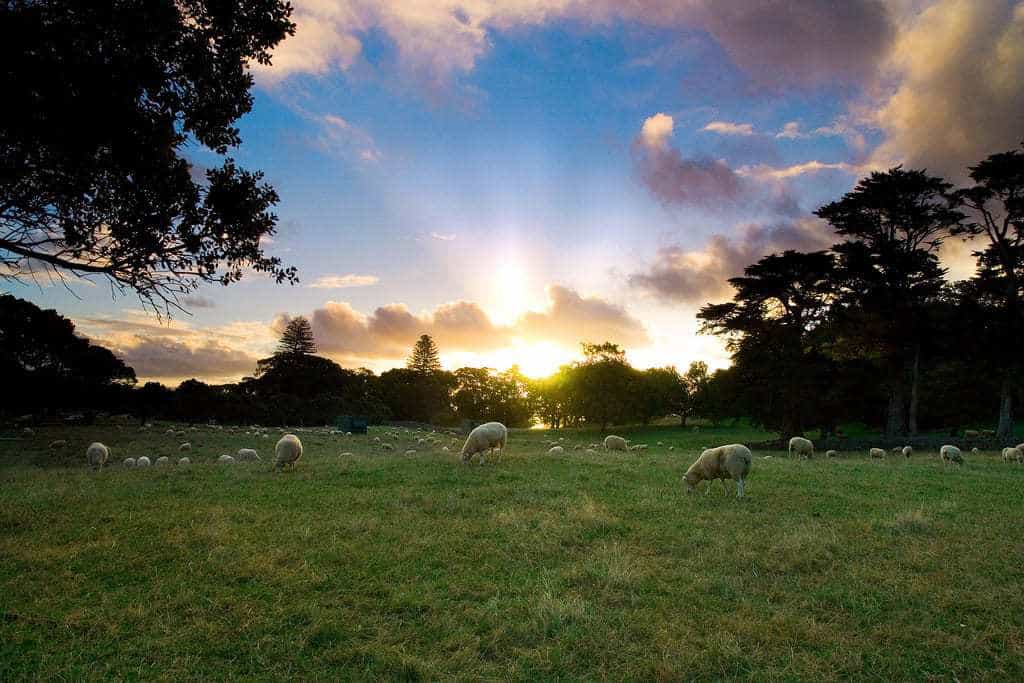 Nonstop Flights Los Angeles to Auckland 700 r/t [JanuaryMarch] Delta