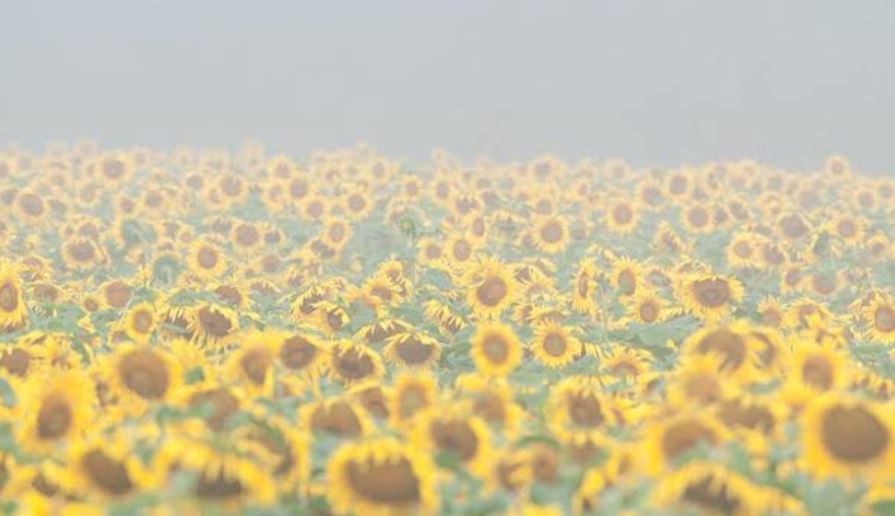 Stand in a Sunflower Field! (And More Unique Experiences Near You