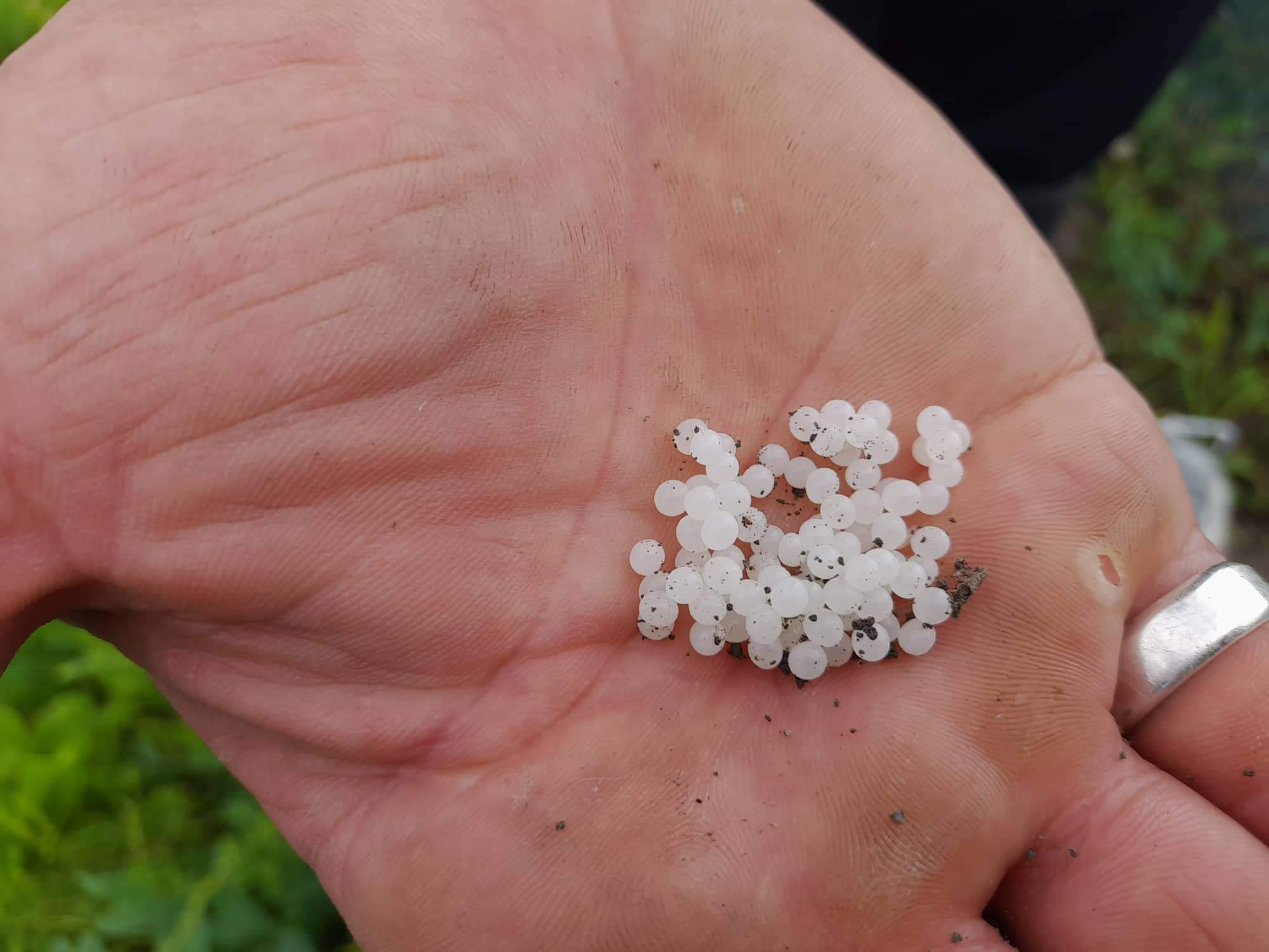 How Do Snail Eggs Looks Like and What To Do With Them