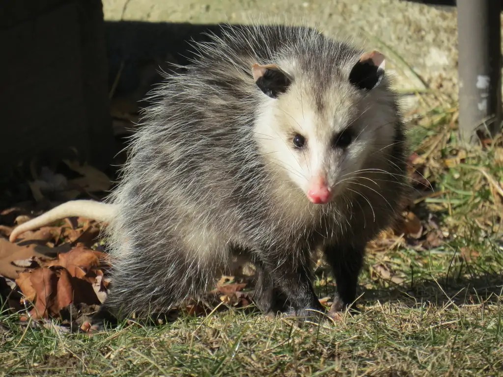Tlacuaches, de los marsupiales más representativos en Tlaxcala; aquí 6