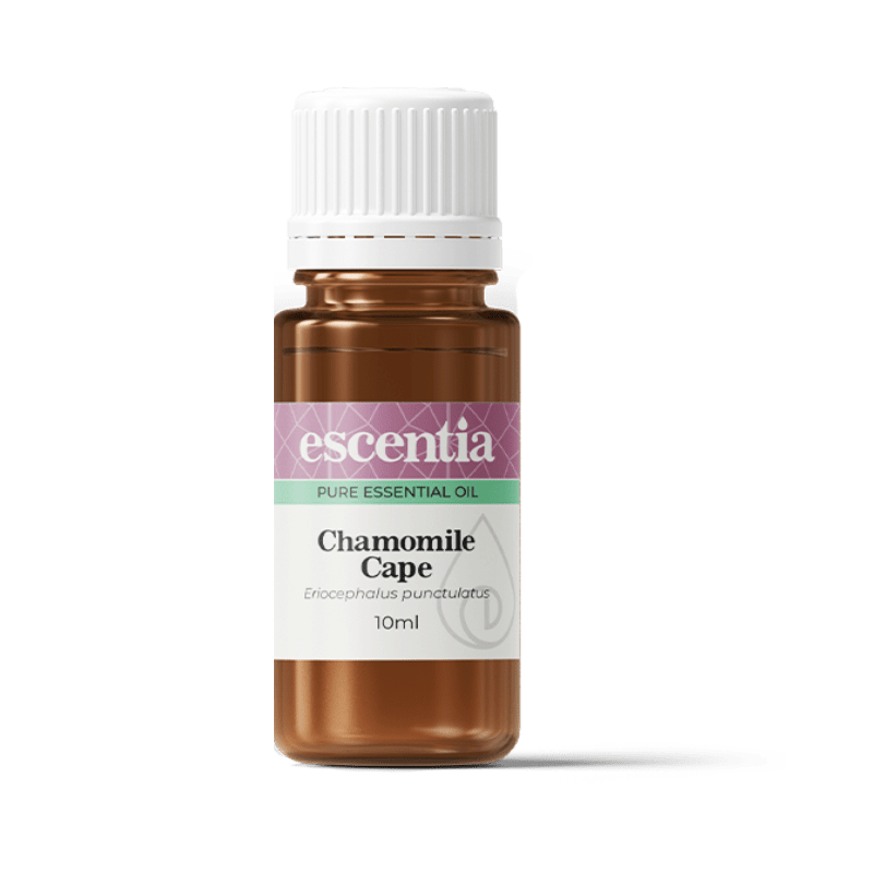 cape chamomile essential oil 10ml Escentia Products