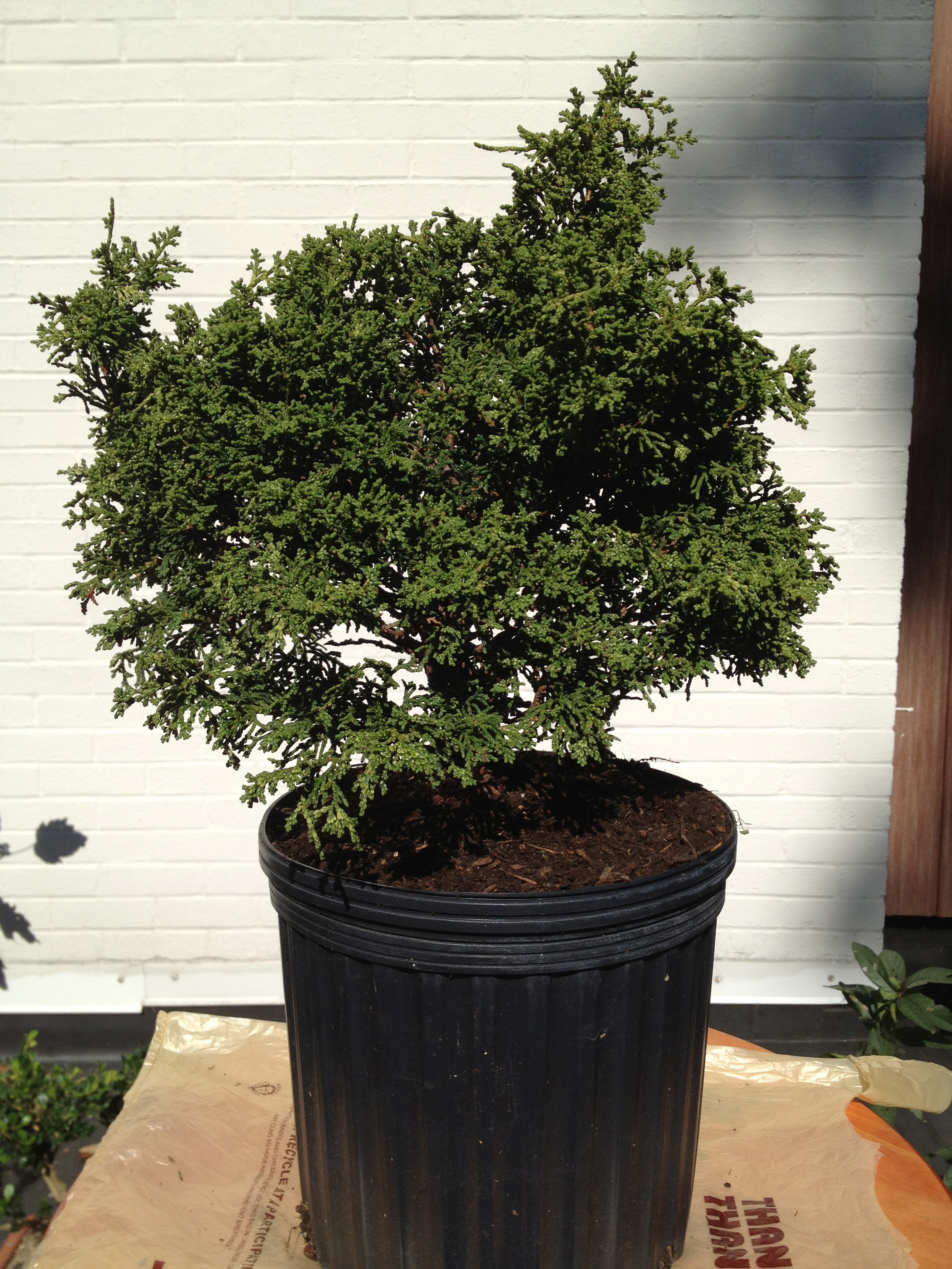 Dwarf Hinoki Cypress Eschmidt Pa Bonsai