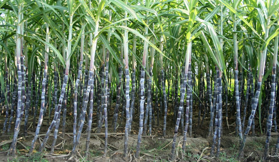 Tipos de caule Caules aéreos, subterrâneos, aquáticos