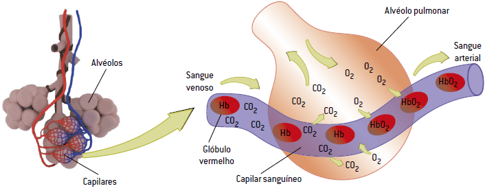 Hematose O que Ã©, onde ocorre, como acontece, tipos, importÃ¢ncia