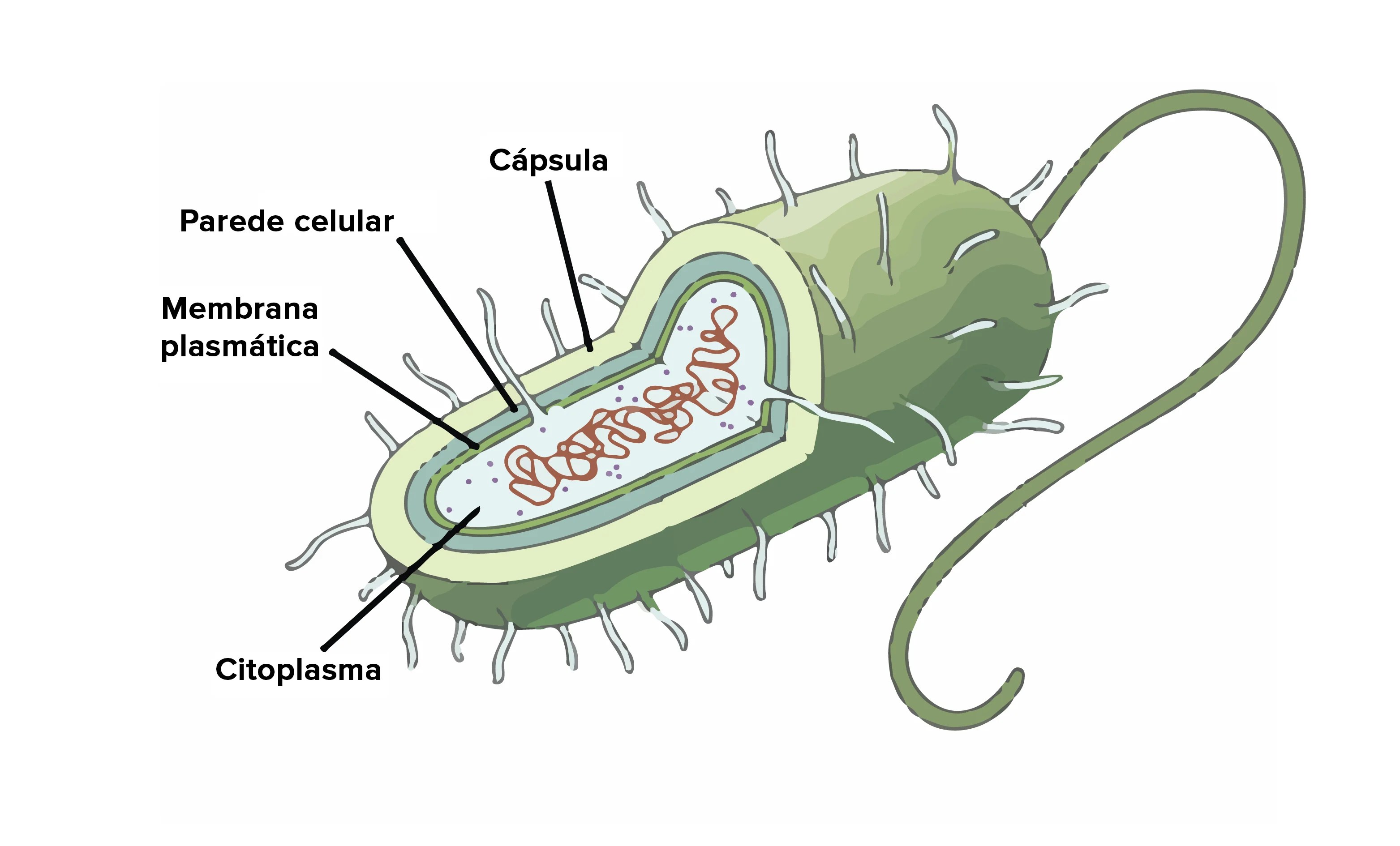 Célula procarionte O que são, função, características, classificação