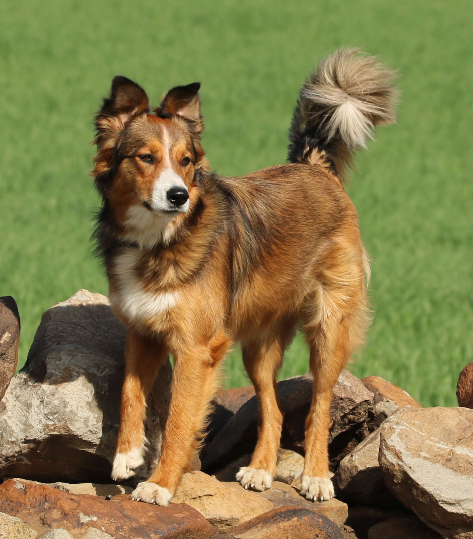 English Shepherd Breed Conservancy English Shepherd Research and