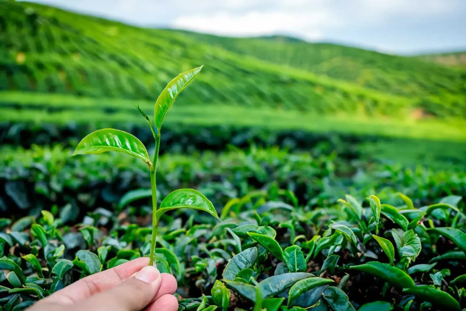 Camellia Sinensis Vs. Camellia Assamica ¡Mano a mano en el mundo del
