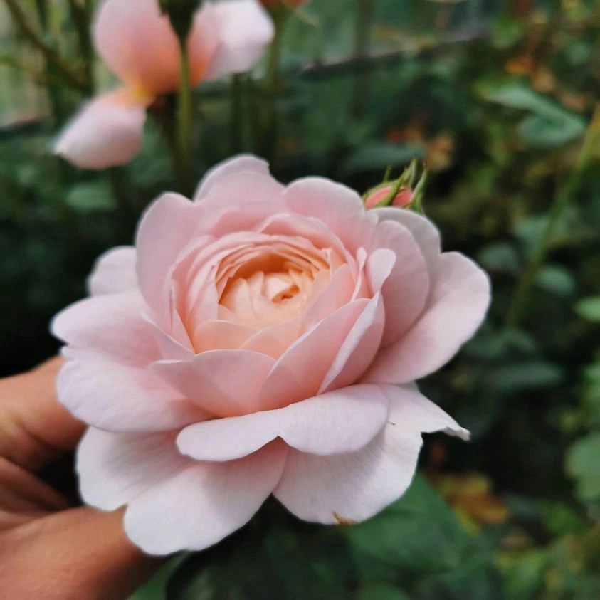 Wallflower ESDAIreland