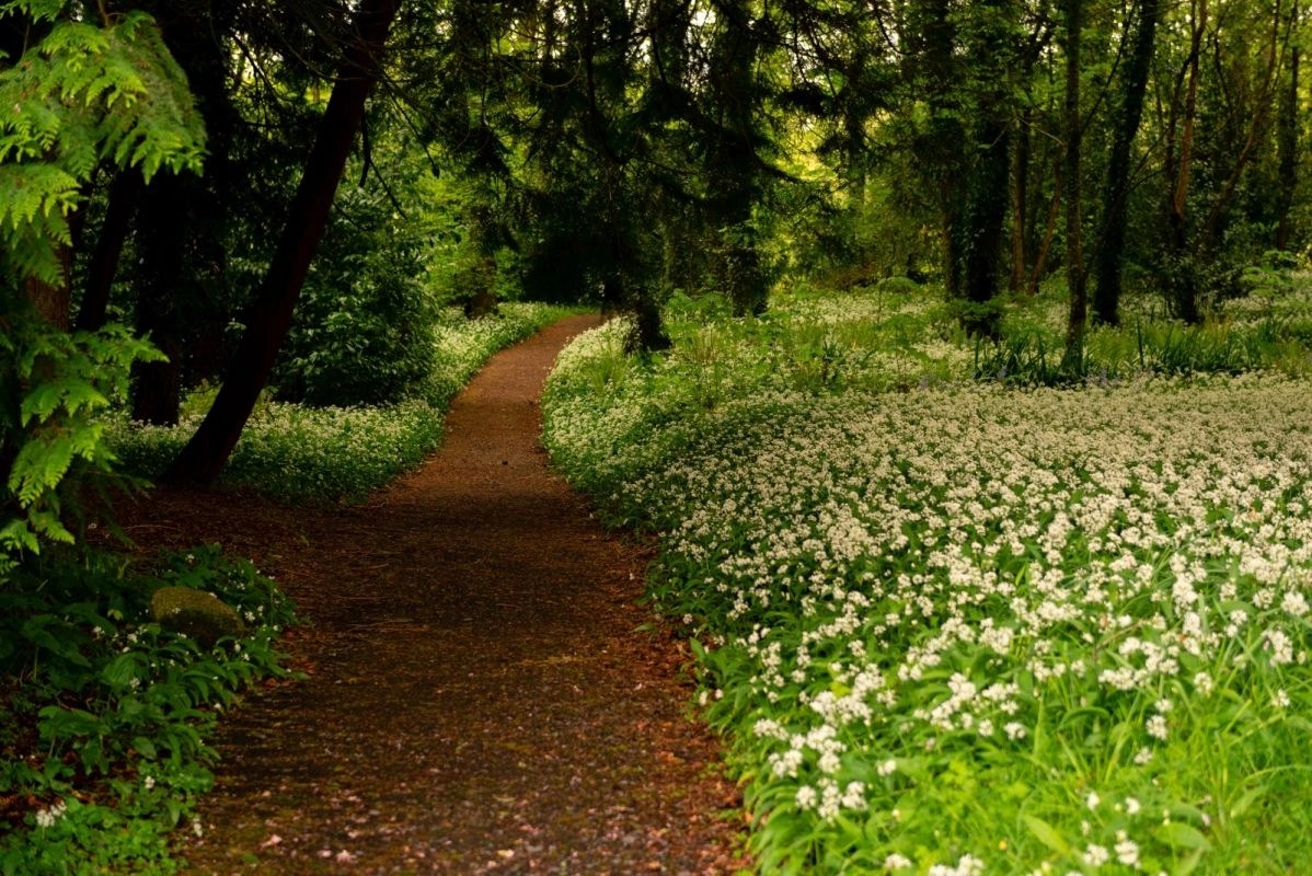 Mount Falcon Estate ESDAIreland