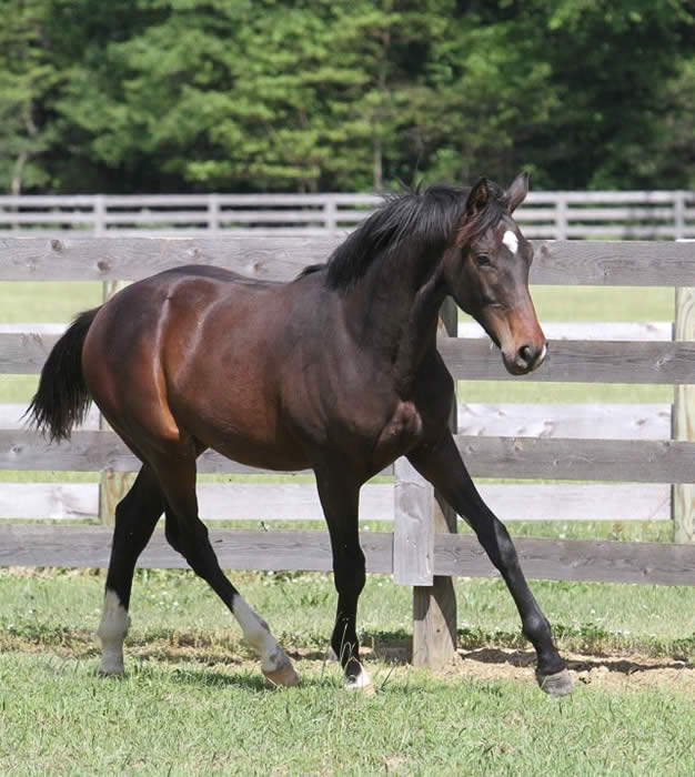 Kent Island Sporthorses NEWS