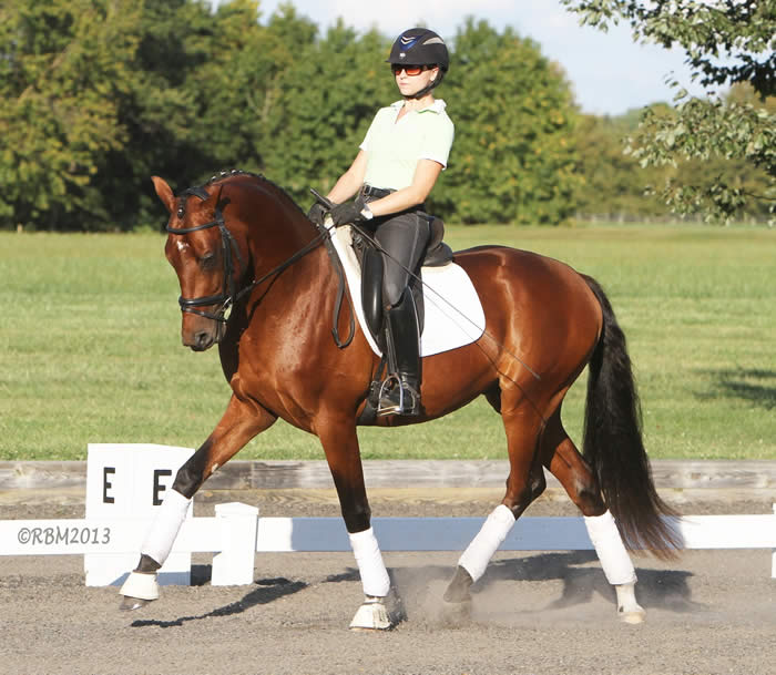 Kent Island Sporthorses NEWS