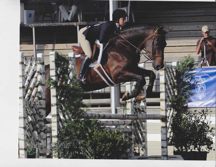 Kent Island Sporthorses SALES