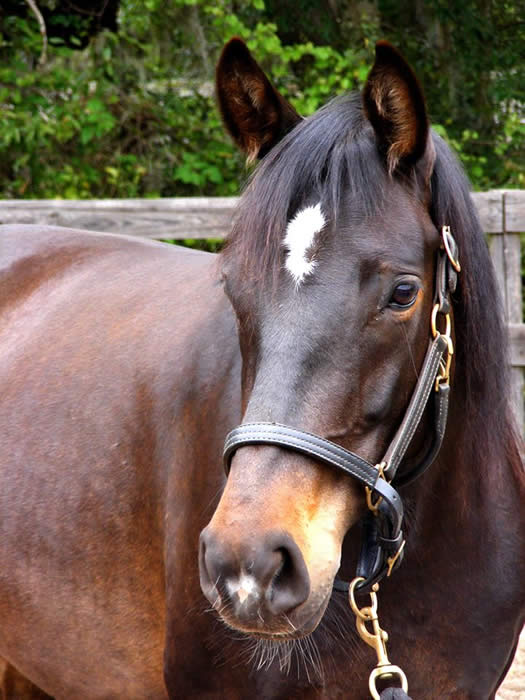 Kent Island Sporthorses NEWS