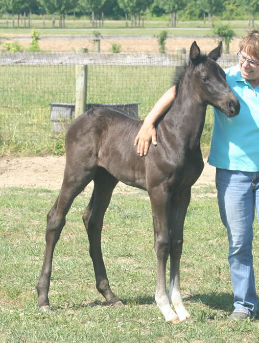 Kent Island Sporthorses NEWS