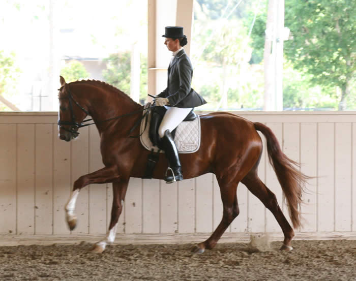 Kent Island Sporthorses HOME