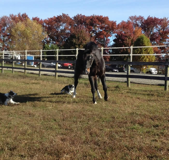 Kent Island Sporthorses NEWS