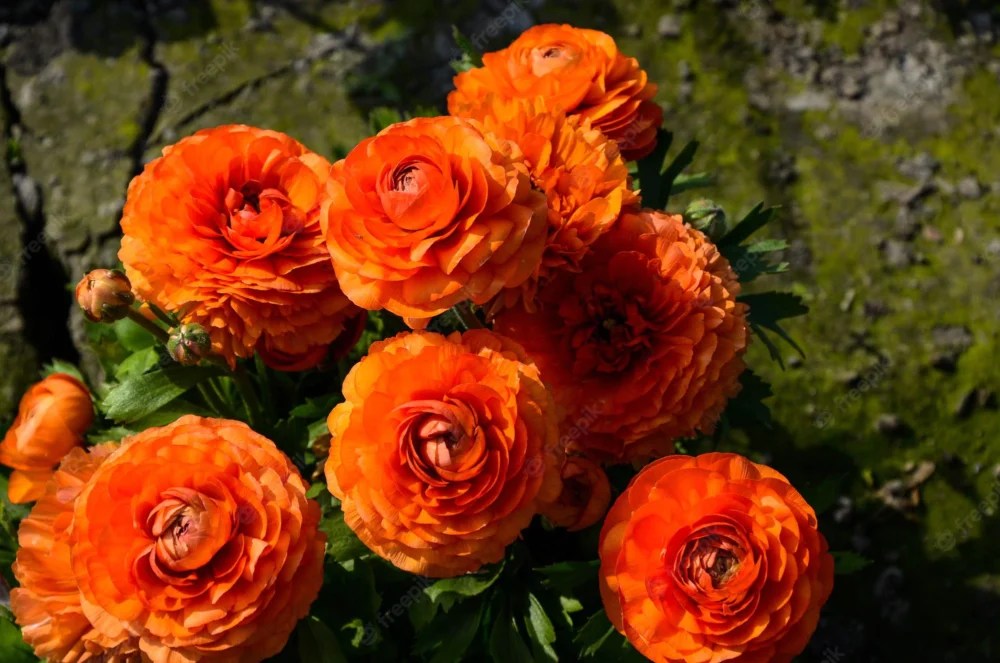 Do Deer Like Ranunculus? • Support Wild