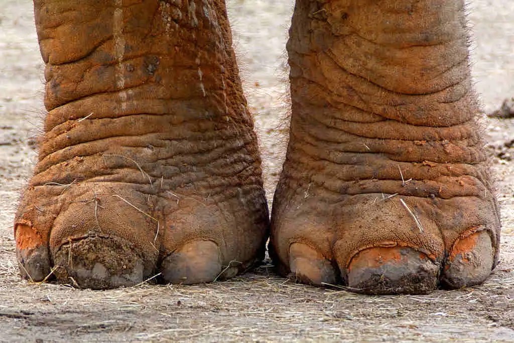 How Many Toes Does Elephant Have? • Support Wild