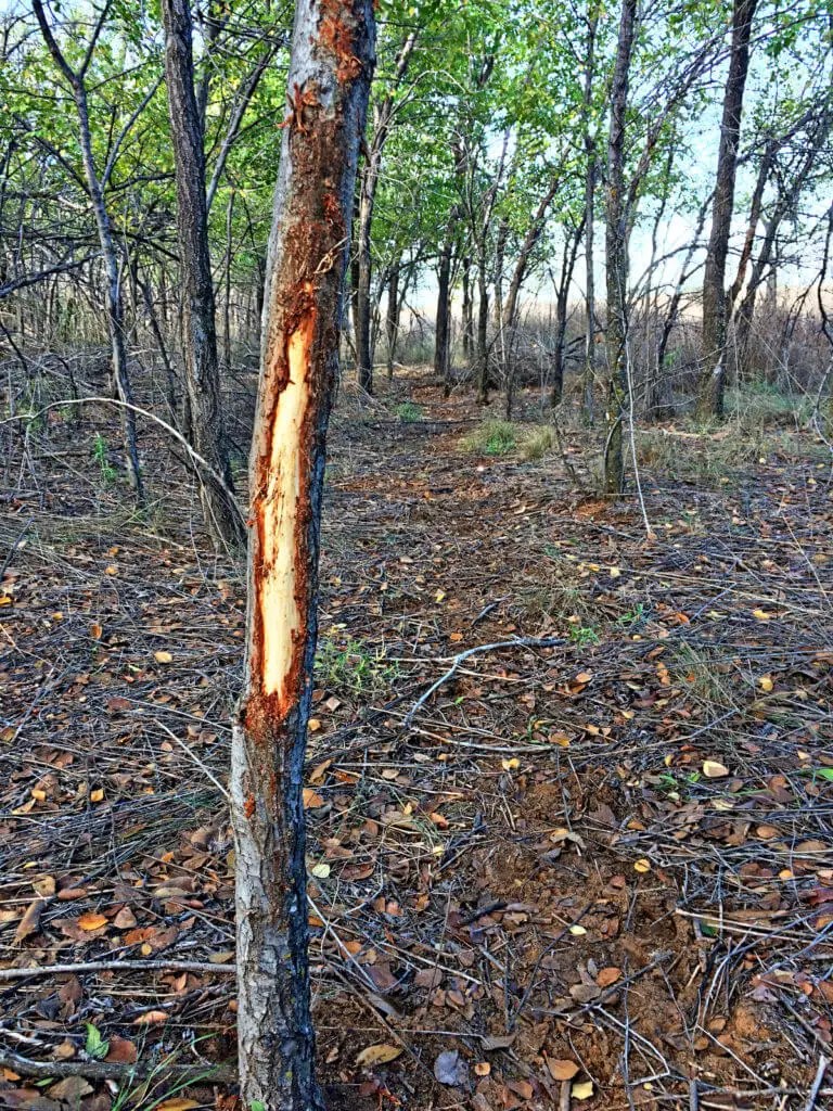 How to Keep Deer From Rubbing Trees? • Support Wild
