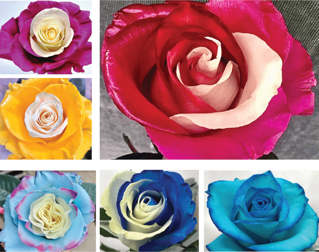 Dyed Roses Esfenix