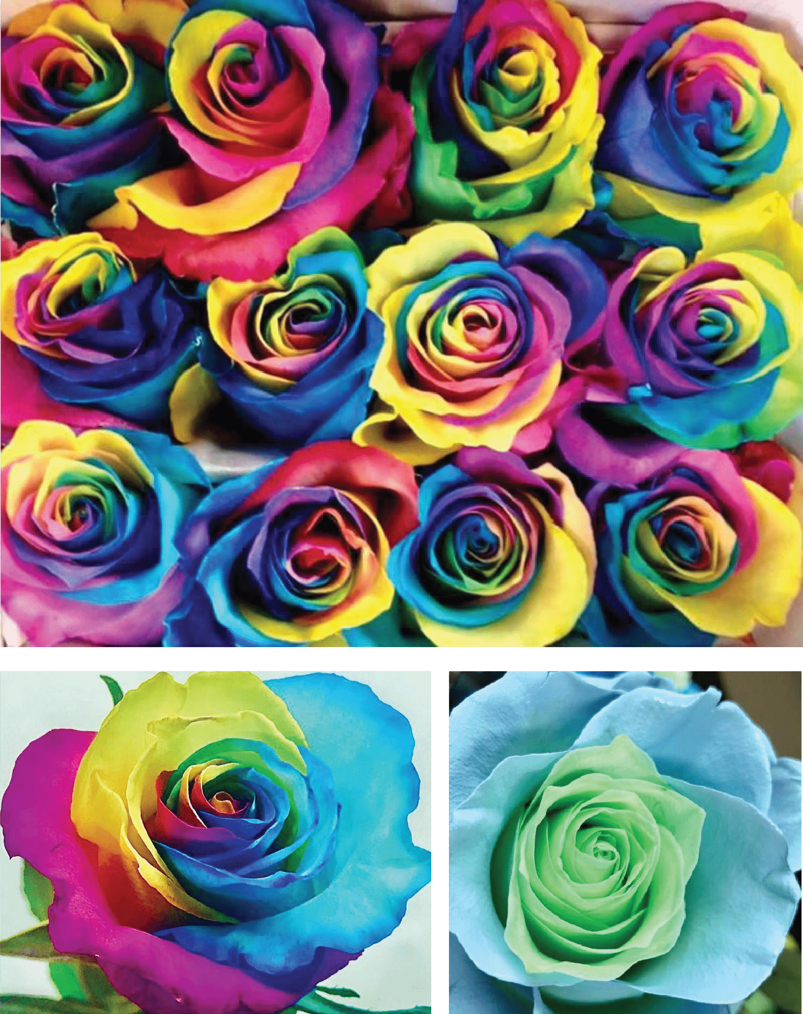 Dyed Roses Esfenix