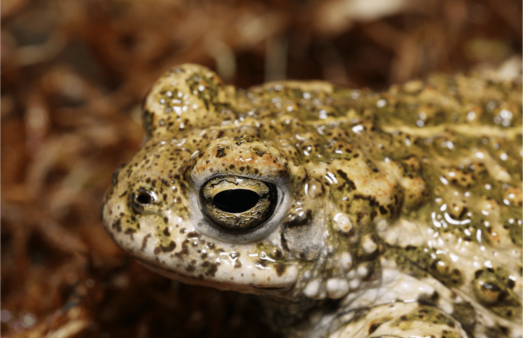The Natterjack Toad ESG Foundation