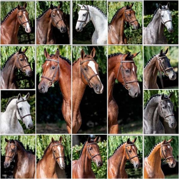 European Sport Horse Auction vzw